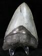 Venice Megalodon Tooth - Great Blade #12190-1